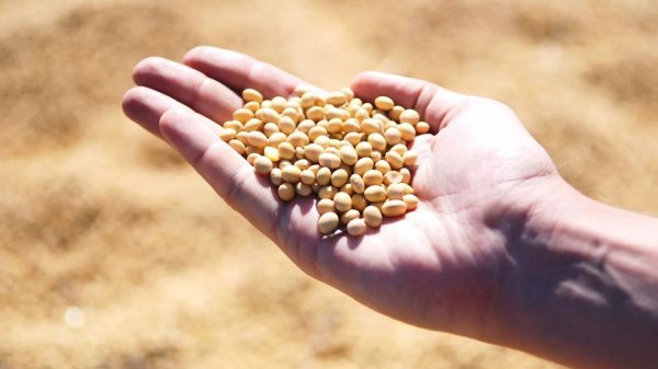 3月俄罗斯对华大豆出口升至12万吨，达近两年峰值