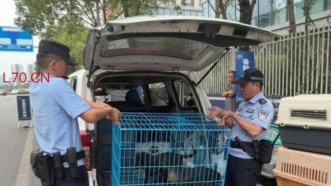 民警办完盗窃案发现外卖被狗偷走 加班遇“狗贼”