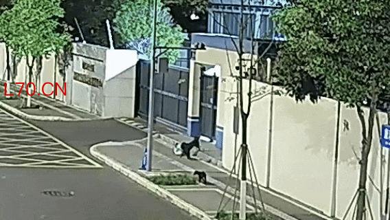 民警办完盗窃案发现外卖被狗偷走 加班遇“狗贼”